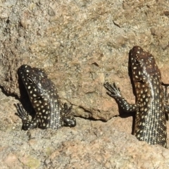 Egernia cunninghami (Cunningham's Skink) at Stromlo, ACT - 17 Oct 2021 by HelenCross