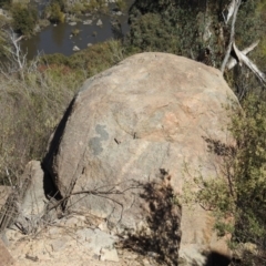 Egernia cunninghami at Stromlo, ACT - 17 Oct 2021