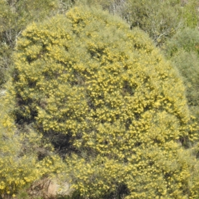 Unverified Wattle at Paddys River, ACT - 17 Oct 2021 by HelenCross