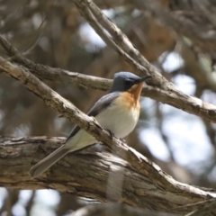 Myiagra rubecula (Leaden Flycatcher) at Cook, ACT - 16 Oct 2021 by Tammy