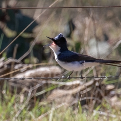 Myiagra inquieta (Restless Flycatcher) at Shannons Flat, NSW - 17 Oct 2021 by rawshorty