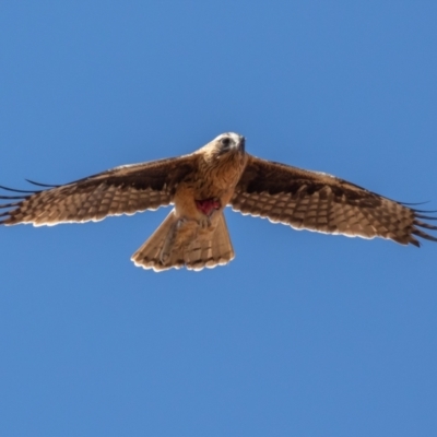 Hieraaetus morphnoides (Little Eagle) by rawshorty