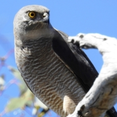 Tachyspiza fasciata (Brown Goshawk) at Kambah, ACT - 17 Oct 2021 by HelenCross