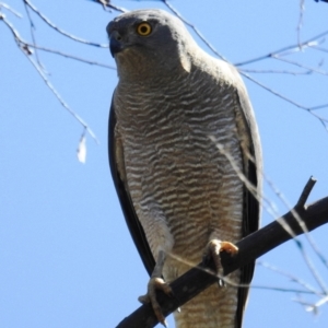 Accipiter fasciatus at Kambah, ACT - 17 Oct 2021