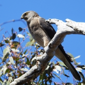 Accipiter fasciatus at Kambah, ACT - 17 Oct 2021