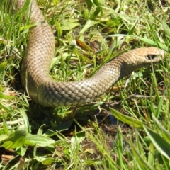 Pseudonaja textilis (Eastern Brown Snake) at Bullen Range - 17 Oct 2021 by HelenCross