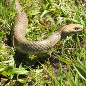 Pseudonaja textilis at Stromlo, ACT - 17 Oct 2021