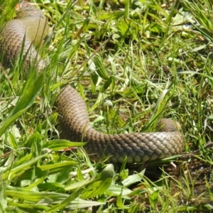 Pseudonaja textilis at Stromlo, ACT - 17 Oct 2021