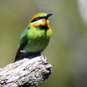 Merops ornatus at Stromlo, ACT - 17 Oct 2021