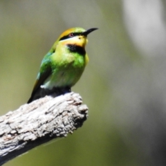 Merops ornatus at Stromlo, ACT - 17 Oct 2021