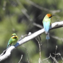 Merops ornatus (Rainbow Bee-eater) at Stromlo, ACT - 17 Oct 2021 by HelenCross