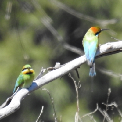 Merops ornatus (Rainbow Bee-eater) at Bullen Range - 17 Oct 2021 by HelenCross