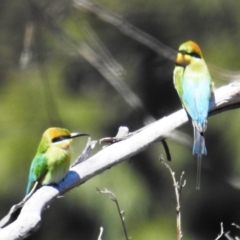 Merops ornatus at Stromlo, ACT - 17 Oct 2021