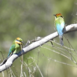 Merops ornatus at Stromlo, ACT - 17 Oct 2021