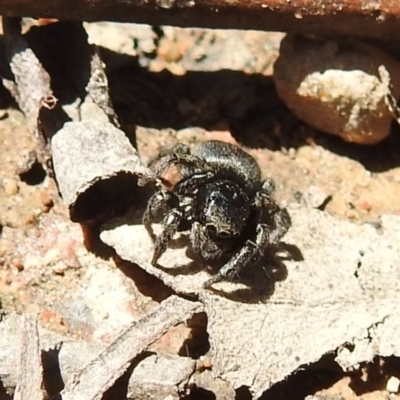 Unidentified Jumping or peacock spider (Salticidae) at Duffy, ACT - 17 Oct 2021 by HelenCross