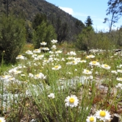 Rhodanthe anthemoides (Chamomile Sunray) at Bullen Range - 17 Oct 2021 by HelenCross