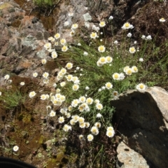 Rhodanthe anthemoides at Stromlo, ACT - 17 Oct 2021 02:02 PM