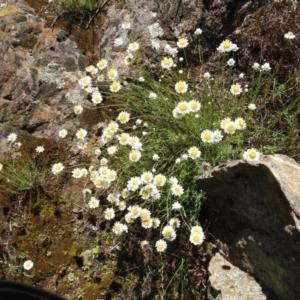 Rhodanthe anthemoides at Stromlo, ACT - 17 Oct 2021 02:02 PM