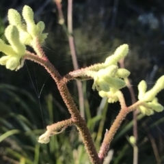 Anigozanthos sp. (Kangaroo Paw) at Evans Head, NSW - 17 Oct 2021 by AliClaw