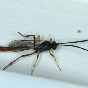 Dusona sp. (genus) at Ainslie, ACT - 13 Oct 2021