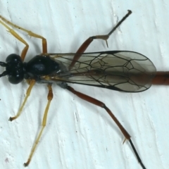 Dusona sp. (genus) at Ainslie, ACT - 13 Oct 2021