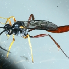 Dusona sp. (genus) at Ainslie, ACT - 13 Oct 2021