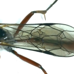 Dusona sp. (genus) at Ainslie, ACT - 13 Oct 2021