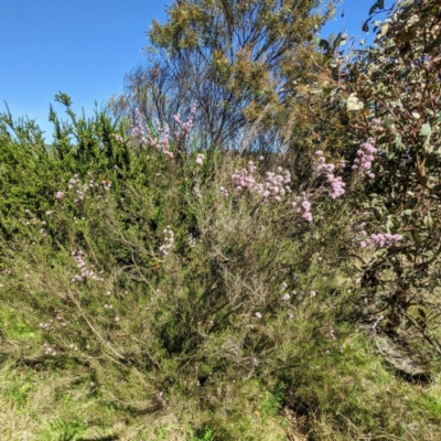 Kunzea parvifolia (Violet Kunzea) at Stromlo, ACT - 16 Oct 2021 by HelenCross