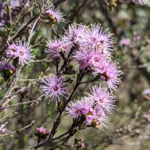 Kunzea parvifolia at Stromlo, ACT - 17 Oct 2021