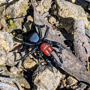 Missulena occatoria at Stromlo, ACT - 17 Oct 2021