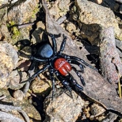 Missulena occatoria (Red-headed Mouse Spider) at Stromlo, ACT - 16 Oct 2021 by HelenCross