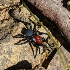 Missulena occatoria at Stromlo, ACT - 17 Oct 2021