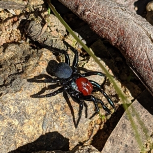 Missulena occatoria at Stromlo, ACT - 17 Oct 2021 10:59 AM