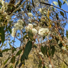 Eucalyptus dives (Broad-leaved Peppermint) at Stromlo, ACT - 17 Oct 2021 by HelenCross