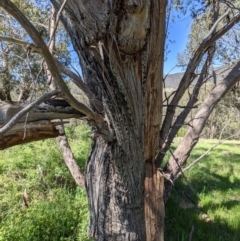 Eucalyptus dives at Stromlo, ACT - 17 Oct 2021