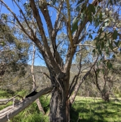 Eucalyptus dives at Stromlo, ACT - 17 Oct 2021