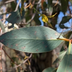 Eucalyptus dives at Stromlo, ACT - 17 Oct 2021