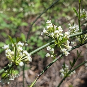 Discaria pubescens at Stromlo, ACT - 17 Oct 2021