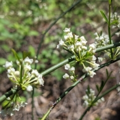 Discaria pubescens (Australian Anchor Plant) at Stromlo, ACT - 17 Oct 2021 by HelenCross