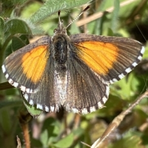 Lucia limbaria at Fadden, ACT - 17 Oct 2021 04:41 PM