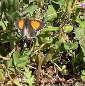 Lucia limbaria at Fadden, ACT - 17 Oct 2021 04:41 PM