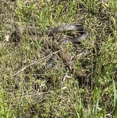 Pseudonaja textilis (Eastern Brown Snake) at Kaleen, ACT - 16 Oct 2021 by AJB