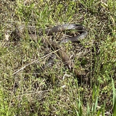 Pseudonaja textilis (Eastern Brown Snake) at Kaleen, ACT - 17 Oct 2021 by AJB