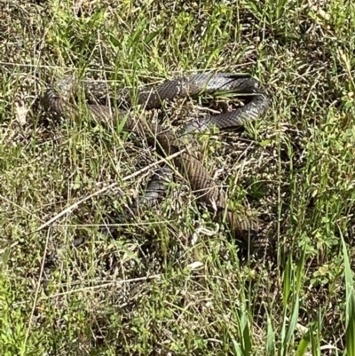 Pseudonaja textilis (Eastern Brown Snake) at Gungaderra Grasslands - 16 Oct 2021 by AJB
