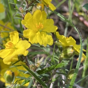 Hibbertia calycina at Fadden, ACT - 17 Oct 2021 04:47 PM