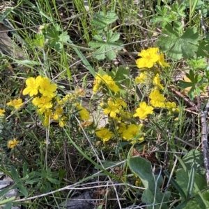 Hibbertia calycina at Fadden, ACT - 17 Oct 2021 04:47 PM