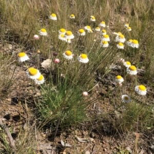 Leucochrysum albicans subsp. tricolor at Fadden, ACT - 18 Oct 2021 05:43 PM