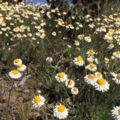 Leucochrysum albicans subsp. tricolor at Fadden, ACT - 18 Oct 2021 05:43 PM