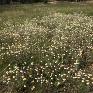 Leucochrysum albicans subsp. tricolor at Fadden, ACT - 18 Oct 2021 05:43 PM