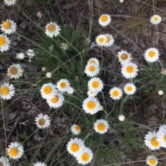 Leucochrysum albicans subsp. tricolor at Fadden, ACT - 18 Oct 2021 05:43 PM